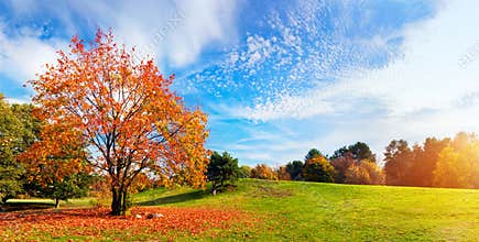 Autumn, fall landscape. Tree with colorful leaves