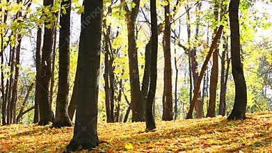 Leaf fall in autumn park