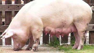 Sows, Swine, Female Pigs, Mothers