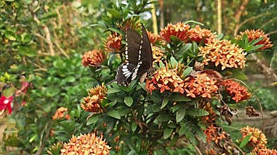 Two Butterflies on Red Ixora Flowers Slow Motion, Tropical Garden Pollination and Nature Wildlife India