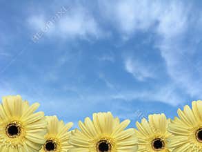 Border of Daisies