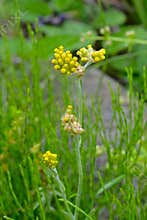 Jersey cudweed (Gnaphalium affine) flowers. Asteraceae biennial.
