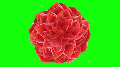 Opening Flower. Loop.