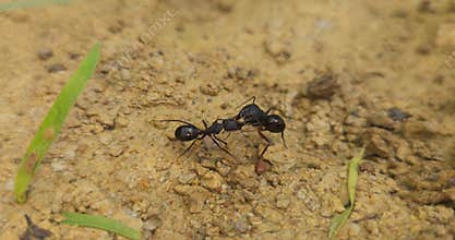 Two Black Ants Fighting Macro 4K Video