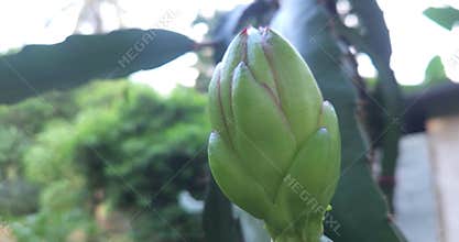 Macro Close Up of Dragon Fruit Flower Bud Growing on Cactus Stem
