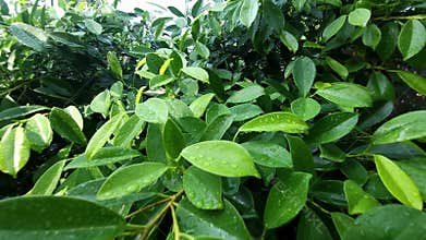 Fresh green leaves with rain droplets after rainfall
