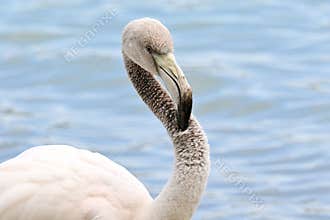 Young flamingo in salt pan, wildlife in its natural habitat