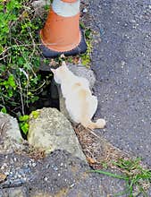 A white and orange cat inspecting a drainage