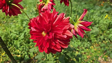 Woman touching blooming dahlia flower in garden
