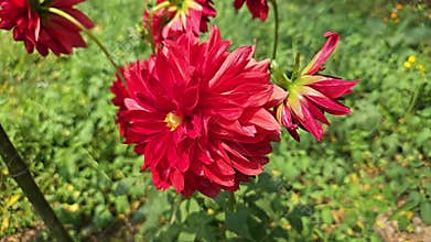 Woman touching blooming dahlia flower in garden