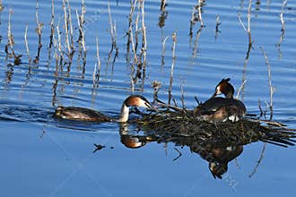 A pair of great grebes , Podiceps cristatus , building and strengthening a floating nest during the breeding season