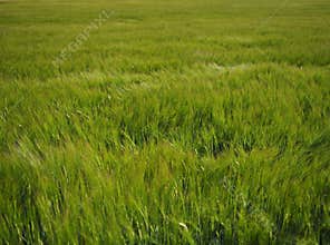 Barley field in Burgos, Spain