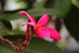 Red Plumeria rubra