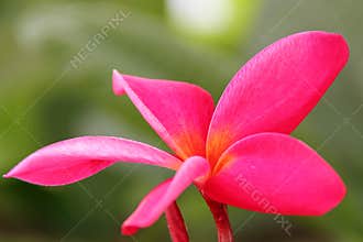 Red Plumeria rubra