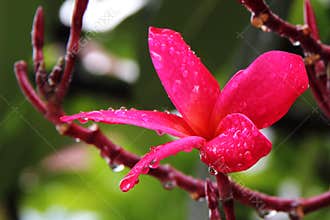 Red Plumeria rubra