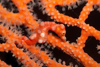 Pygmy Seahorse Denise