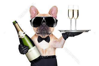 Cool party dog