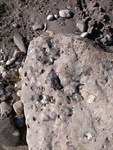 Fish scales on a rock