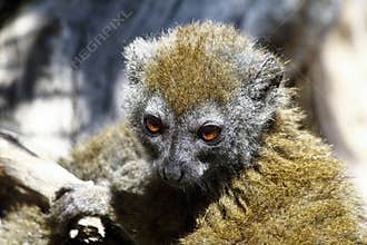 Eastern lesser bamboo lemur (Hapalemur griseus)