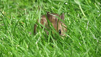 Mouse in long grass.