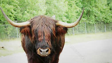 BANG !!! - highland cow charging and hit camera