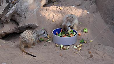 Meerkats (Suricata suricatta) are small mammals inhabiting the deserts of southern Africa
