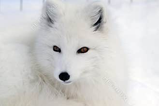 Arctic Fox