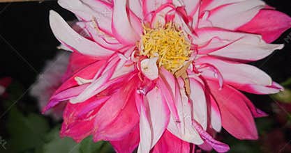 Pink and White Dahlia Flower Close Up at Night