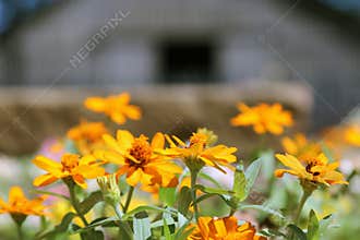 Barn and Flowers