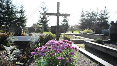 Chrysanthemums autumn flowers cemetery grave monuments cross