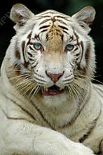 White Tiger