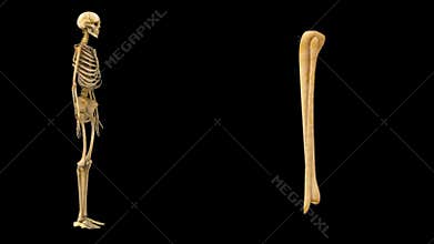 Tibia and fibula