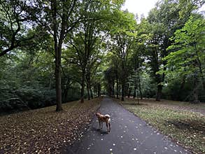 Dog walking on paved forest path through leafy park under overcast sky