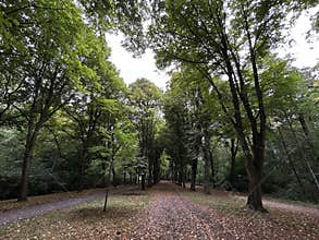 Tree-lined park path under dense green canopy in quiet summer forest