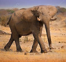 Angry elephant ready to charge