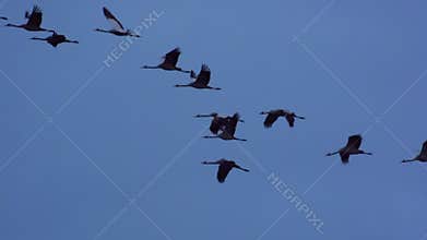 Cranes flying in a sunset