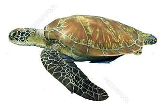 Sea turtle isolated