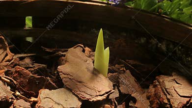 Emerging Bulb Time-lapse