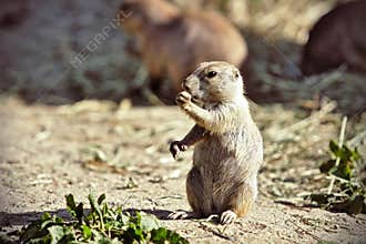 European ground squirrel