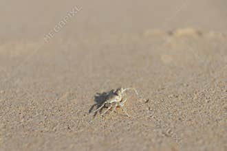 Small crab on sandy beach, coastal wildlife closeup with soft natural light and shallow depth of field