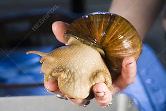 Giant African Land Snails