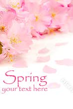 Pink cherry blossoms