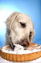 Dog with cake