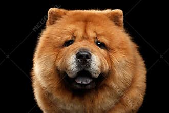 Portrait of Chow Chow Dog