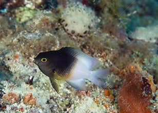 Bicolor Damselfish-Stegastes partitus