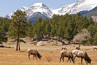 Colorado mountains and elk