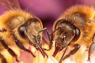 Honey Bees