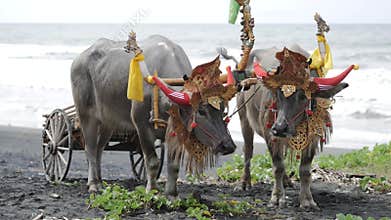 Makepung â€“ Buffalo Races. A cultural tradition.