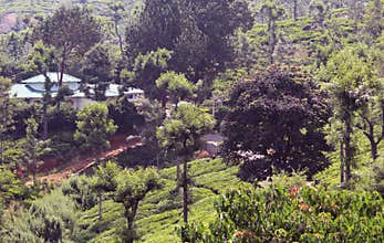 House on the tea estate