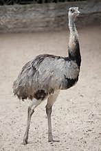 Greater rhea Rhea americana